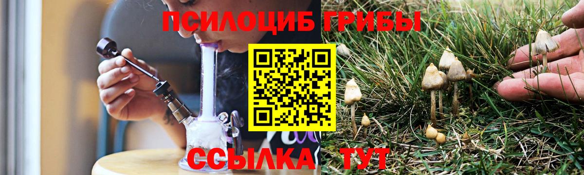 Гатчина  Псилоцибиновые грибы Psilocybe  Вход с VPN 